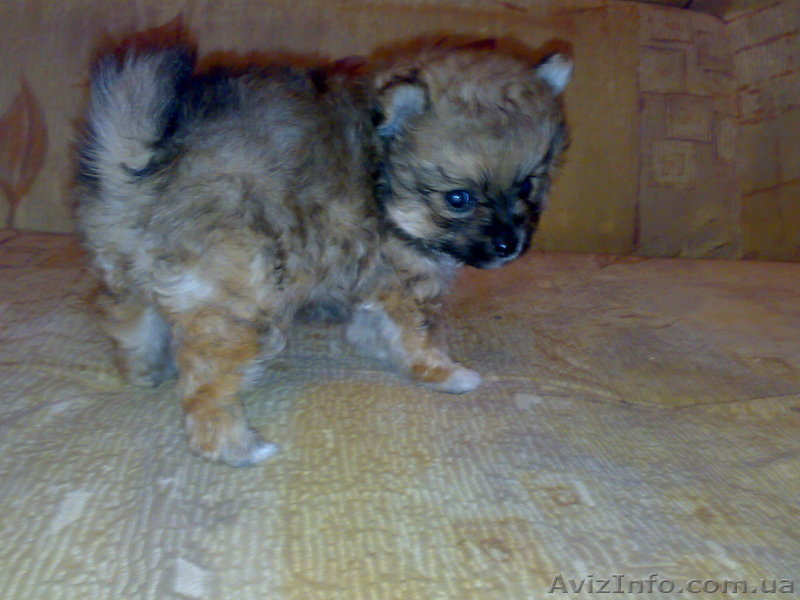 Шпиц миниатюрный  карликовый будет в холке до 21см - <ro>Изображение</ro><ru>Изображение</ru> #1, <ru>Объявление</ru> #4253