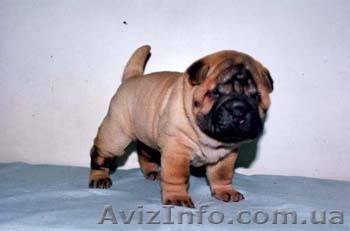 Продам щенков шар-пея.Шар-пей щенки - <ro>Изображение</ro><ru>Изображение</ru> #1, <ru>Объявление</ru> #17646