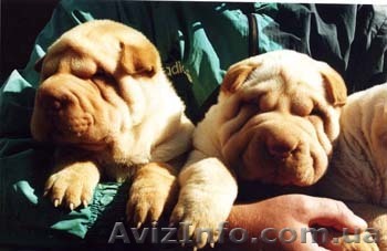 Китайский шар-пей щенки различных окрасов. - <ro>Изображение</ro><ru>Изображение</ru> #1, <ru>Объявление</ru> #18892