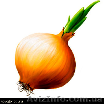 Продам овощи фрукты от производителя - <ro>Изображение</ro><ru>Изображение</ru> #1, <ru>Объявление</ru> #41561