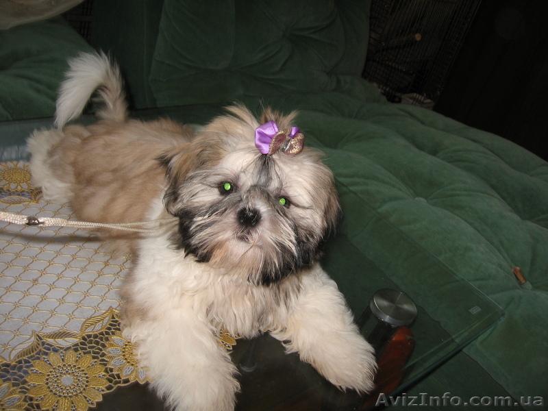 Продам Щенка Ши-тцу - <ro>Изображение</ro><ru>Изображение</ru> #1, <ru>Объявление</ru> #101940
