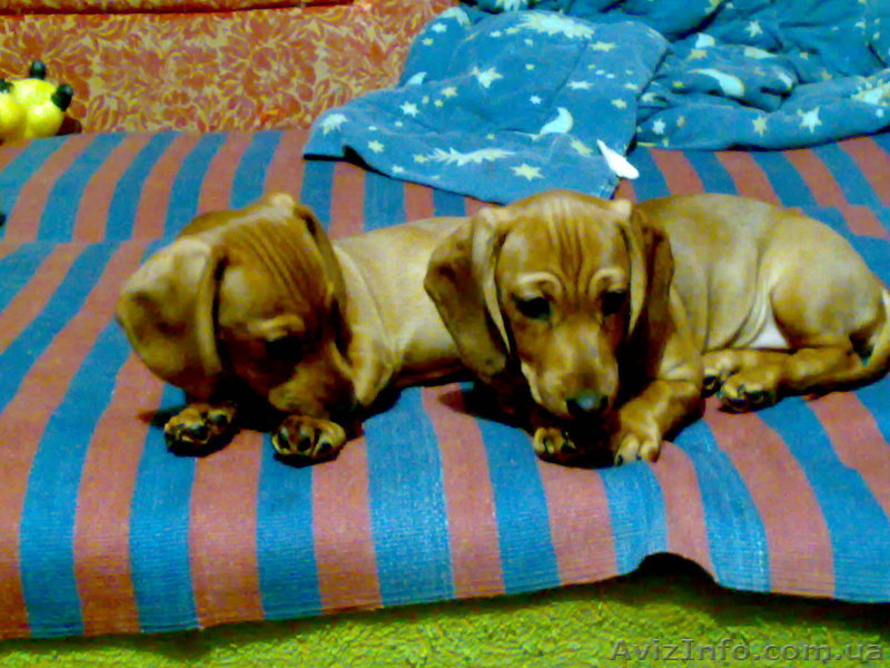 продам щенка стандартной таксы рыжая девочка 3 мес - <ro>Изображение</ro><ru>Изображение</ru> #1, <ru>Объявление</ru> #174858