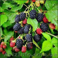 саженцы бесшипной ежевики. - <ro>Изображение</ro><ru>Изображение</ru> #1, <ru>Объявление</ru> #182585