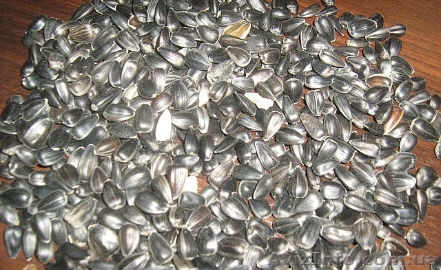 продажа семян кондитерского подсолнуха - <ro>Изображение</ro><ru>Изображение</ru> #1, <ru>Объявление</ru> #216336