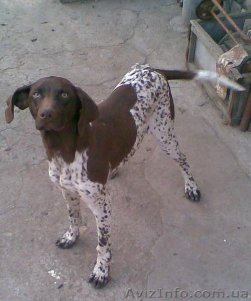 Подарю щенка курцхаара - <ro>Изображение</ro><ru>Изображение</ru> #1, <ru>Объявление</ru> #203204