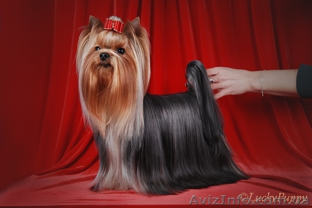 йорчики щеночки - <ro>Изображение</ro><ru>Изображение</ru> #1, <ru>Объявление</ru> #205710