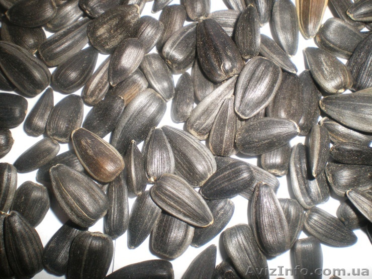 Продам калиброванную семечку подсолнечника - <ro>Изображение</ro><ru>Изображение</ru> #1, <ru>Объявление</ru> #216331