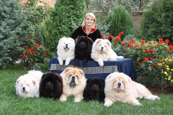 Щенков Чау-Чау питомник "Мишки Топтышки" - <ro>Изображение</ro><ru>Изображение</ru> #1, <ru>Объявление</ru> #189910