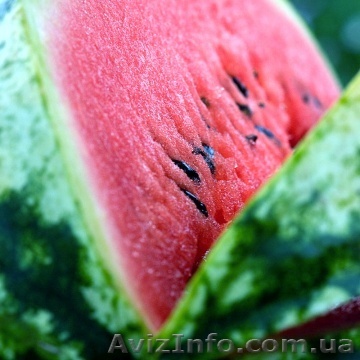 арбуз опт продажа - <ro>Изображение</ro><ru>Изображение</ru> #1, <ru>Объявление</ru> #262522