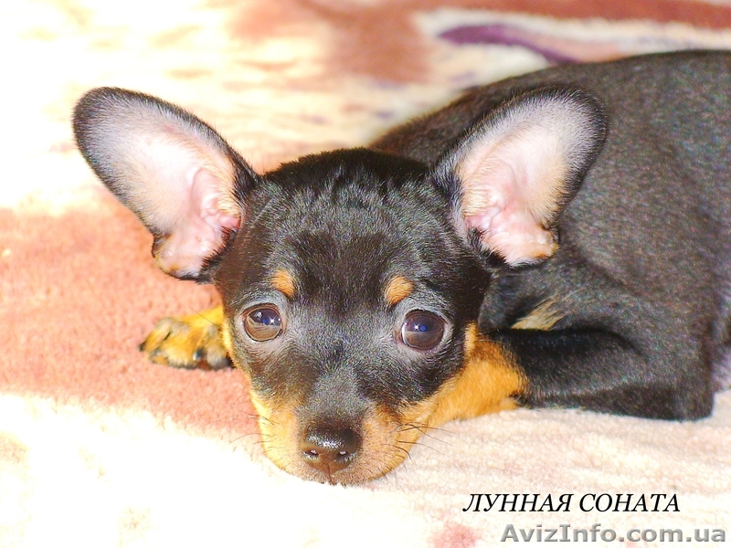 Очаровательная девочка русского тоя. КСУ - <ro>Изображение</ro><ru>Изображение</ru> #1, <ru>Объявление</ru> #260375