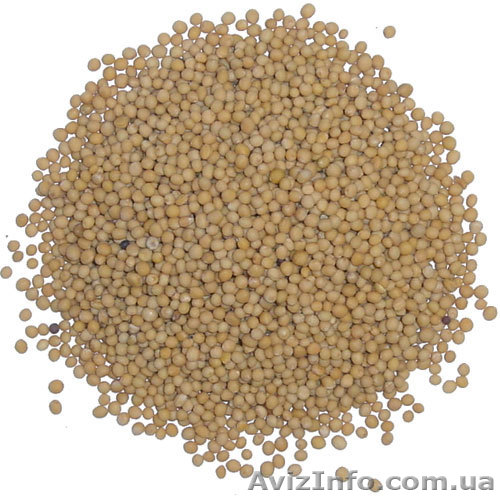 Горчица белая семена Украина КУПЛЮ - <ro>Изображение</ro><ru>Изображение</ru> #1, <ru>Объявление</ru> #278138