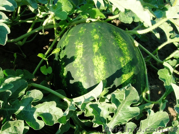 продаем с поля арбузы оптом - <ro>Изображение</ro><ru>Изображение</ru> #1, <ru>Объявление</ru> #280843