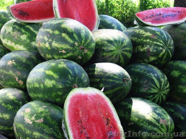 Продаю дыню, арбуз - <ro>Изображение</ro><ru>Изображение</ru> #1, <ru>Объявление</ru> #280835
