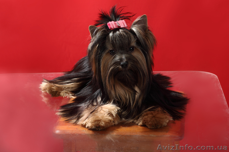 Видеооператор  на свадьбу - <ro>Изображение</ro><ru>Изображение</ru> #1, <ru>Объявление</ru> #330070