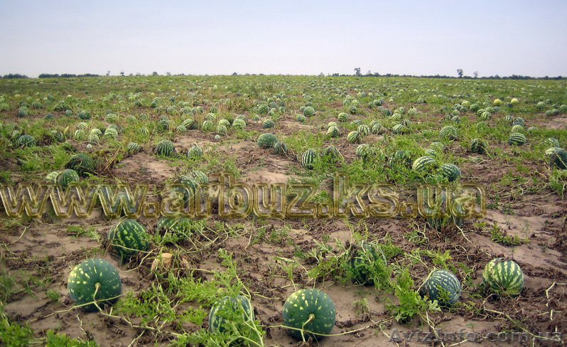 Арбуз оптом с поля - <ro>Изображение</ro><ru>Изображение</ru> #1, <ru>Объявление</ru> #341333