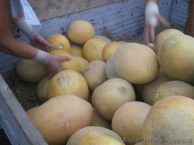 Продажа арбуз, дынь оптом - <ro>Изображение</ro><ru>Изображение</ru> #1, <ru>Объявление</ru> #352757