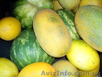 Продам арбуз и дыню оптом - <ro>Изображение</ro><ru>Изображение</ru> #1, <ru>Объявление</ru> #348662