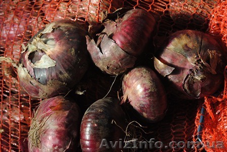 Cемена ялтинского  лука - <ro>Изображение</ro><ru>Изображение</ru> #1, <ru>Объявление</ru> #412986