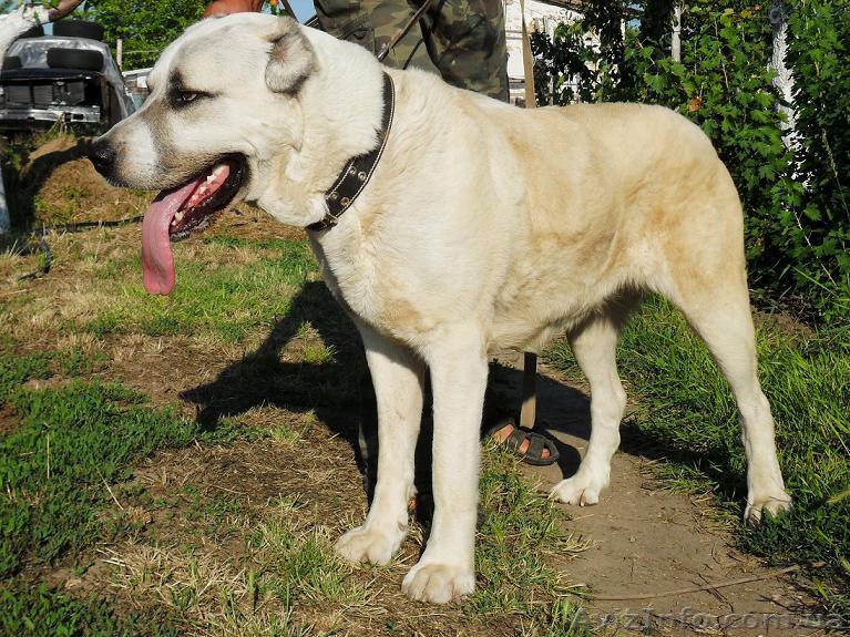 Продается среднеазиатская овчарка - <ro>Изображение</ro><ru>Изображение</ru> #1, <ru>Объявление</ru> #496061