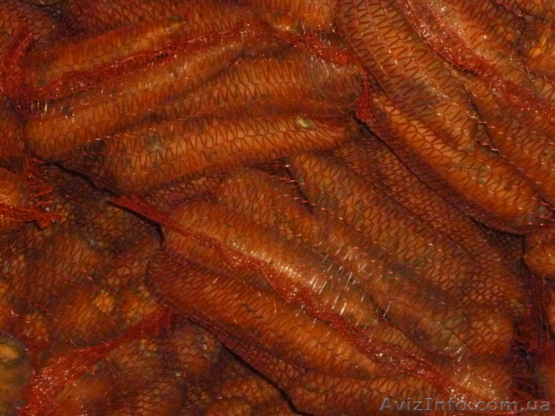 Продаём свеклу,капусту,морковь - <ro>Изображение</ro><ru>Изображение</ru> #1, <ru>Объявление</ru> #547551