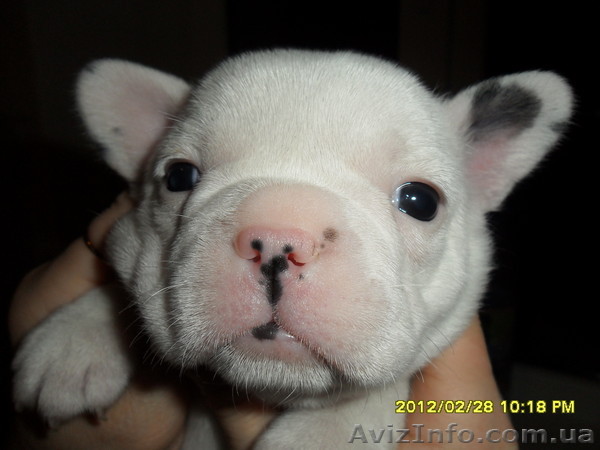 Щенки французского бульдога с родословной - <ro>Изображение</ro><ru>Изображение</ru> #1, <ru>Объявление</ru> #564637