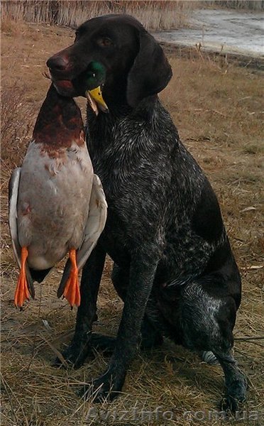 Продам щенят курцхаара - <ro>Изображение</ro><ru>Изображение</ru> #1, <ru>Объявление</ru> #673955