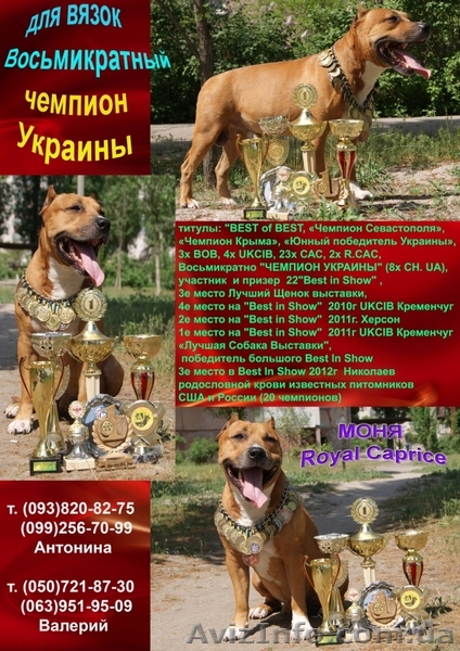  кобель ам стафф терьера для вязок - <ro>Изображение</ro><ru>Изображение</ru> #1, <ru>Объявление</ru> #645975