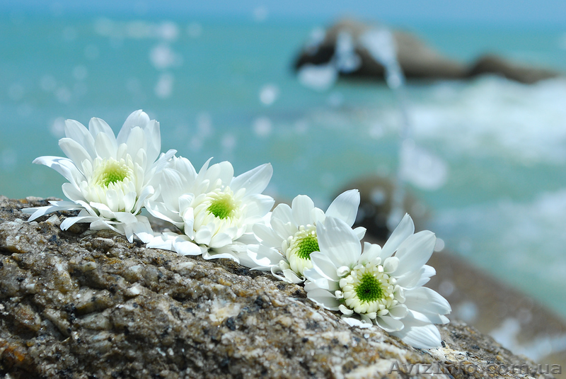 СРОЧНО продам земельный участок на Арбатской стрелке 2 га - <ro>Изображение</ro><ru>Изображение</ru> #1, <ru>Объявление</ru> #700987