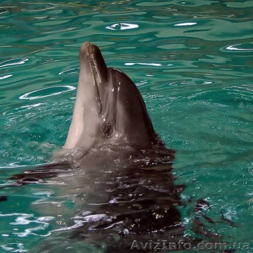 Продам земельный участок 80 соток. - <ro>Изображение</ro><ru>Изображение</ru> #1, <ru>Объявление</ru> #707436