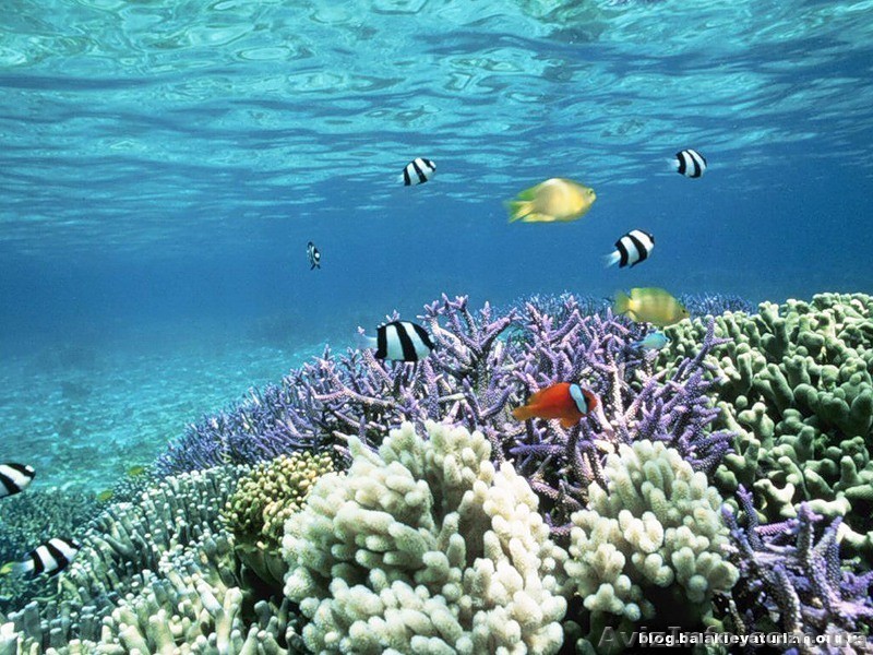 Участок в с. Геническая Горка. НЕДОРОГО! - <ro>Изображение</ro><ru>Изображение</ru> #1, <ru>Объявление</ru> #717465