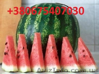 Продам арбуз, дыни оптом Херсон - <ro>Изображение</ro><ru>Изображение</ru> #1, <ru>Объявление</ru> #729357