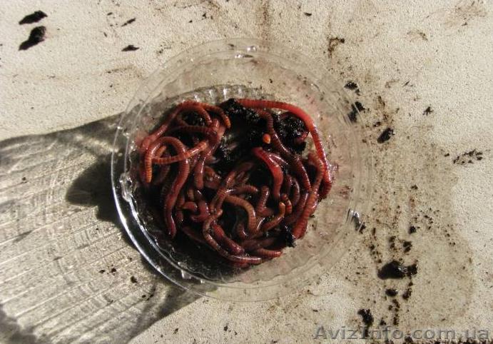 Червь навозный для рыбалки - <ro>Изображение</ro><ru>Изображение</ru> #1, <ru>Объявление</ru> #732247