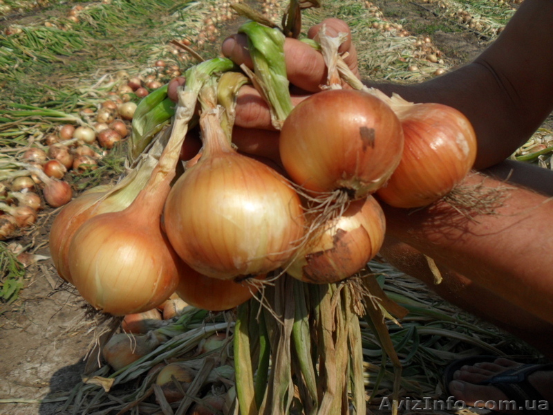 Лук с юга херсонщины - <ro>Изображение</ro><ru>Изображение</ru> #1, <ru>Объявление</ru> #734972