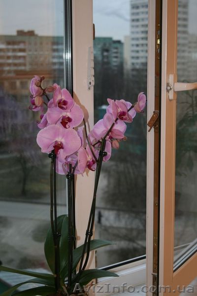 Окна пластиковые в Херсоне - <ro>Изображение</ro><ru>Изображение</ru> #1, <ru>Объявление</ru> #760832