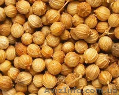 Куплю Кориандр, нут, чечевицу, расторопшу - <ro>Изображение</ro><ru>Изображение</ru> #1, <ru>Объявление</ru> #769152