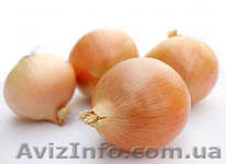продам лук,капусту. - <ro>Изображение</ro><ru>Изображение</ru> #1, <ru>Объявление</ru> #781371