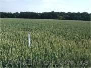 Закупаем все виды зерновых,масленичных, и др. культур. - <ro>Изображение</ro><ru>Изображение</ru> #1, <ru>Объявление</ru> #799381