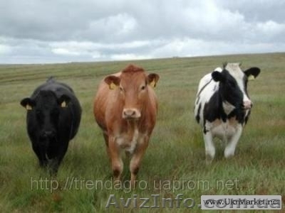  Круный рогатый скот  живым весом по оптовым ценам - <ro>Изображение</ro><ru>Изображение</ru> #1, <ru>Объявление</ru> #799379