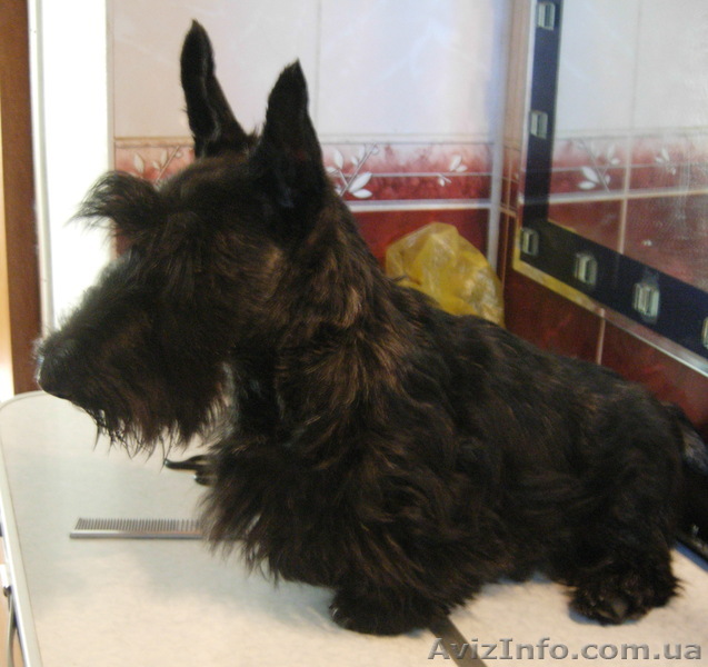 щенок шотландского(скотч) терьера - <ro>Изображение</ro><ru>Изображение</ru> #1, <ru>Объявление</ru> #788076