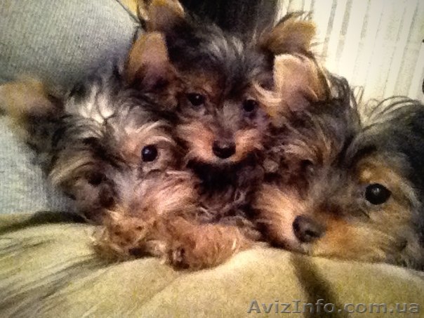 Ценки йоркширского терьера. 4 месяца. - <ro>Изображение</ro><ru>Изображение</ru> #1, <ru>Объявление</ru> #831625