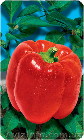 перец Красный квадрат - <ro>Изображение</ro><ru>Изображение</ru> #1, <ru>Объявление</ru> #850805