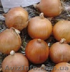 Лук оптом Карлос - <ro>Изображение</ro><ru>Изображение</ru> #1, <ru>Объявление</ru> #883085