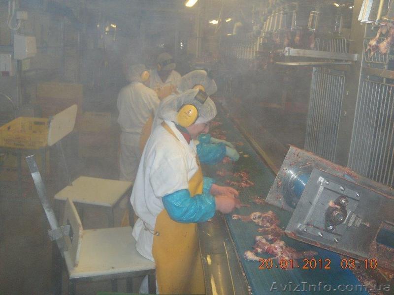 рабочие на птицефабрику - <ro>Изображение</ro><ru>Изображение</ru> #1, <ru>Объявление</ru> #909645