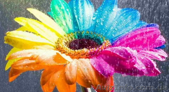 Курсы компьютерной графики. Обучение в Херсоне с трудоустройством. - <ro>Изображение</ro><ru>Изображение</ru> #1, <ru>Объявление</ru> #927780