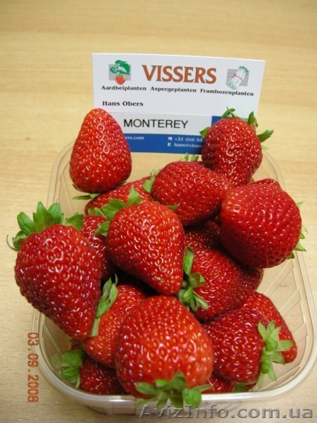 Саженцы клубники Альбион,Портола,Монтерей,Королева Елизавета-2,Сан-Андреас - <ro>Изображение</ro><ru>Изображение</ru> #1, <ru>Объявление</ru> #922695