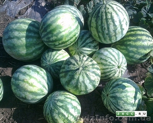 арбузы мелкие для соления - <ro>Изображение</ro><ru>Изображение</ru> #1, <ru>Объявление</ru> #956683