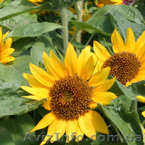 Продам семена подсолнуха - <ro>Изображение</ro><ru>Изображение</ru> #1, <ru>Объявление</ru> #967201