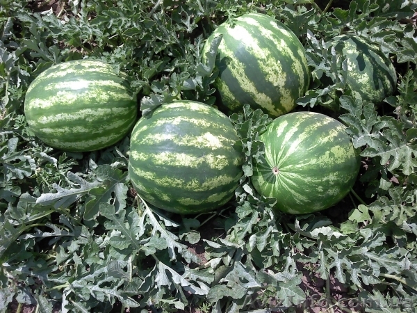 опт арбуза с поля - <ro>Изображение</ro><ru>Изображение</ru> #1, <ru>Объявление</ru> #956790