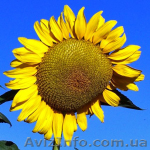 Продам подсолнечник калиброванный - <ro>Изображение</ro><ru>Изображение</ru> #1, <ru>Объявление</ru> #960344