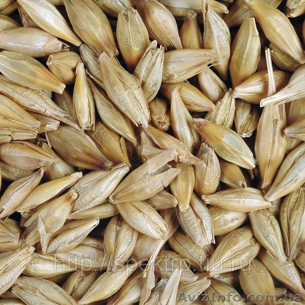 овес голозерный гост - <ro>Изображение</ro><ru>Изображение</ru> #1, <ru>Объявление</ru> #960921